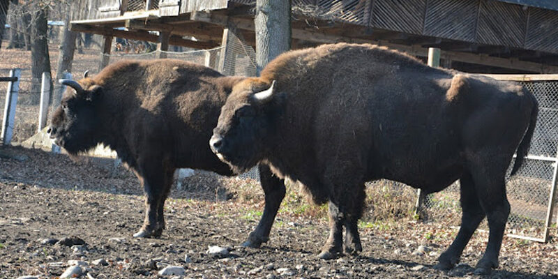 Rezervaţia de Zimbri Dragoş Vodă_edited